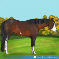 Horse Color:Brown Sabino 