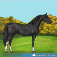 Horse Color:Black Tobiano 