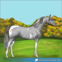 Horse Color:Blue Roan Tobiano Appaloosa 