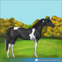 Horse Color:Black Tobiano 