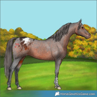 Horse Color:Brown Tobiano Varnish 