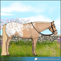 Horse Color:Chestnut Appaloosa 