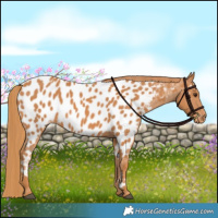 Horse Color:Chestnut Appaloosa 