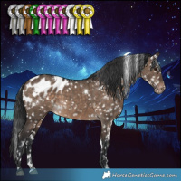 Horse Color:White Spotted Brown Dun Appaloosa 