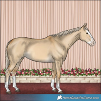 Horse Color:Palomino Dun Splash