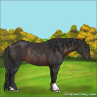 Horse Color:Brown Rabicano 