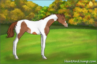 Horse Color:Chestnut Tobiano Appaloosa 