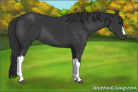 Horse Color:Black 