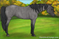 Horse Color:Blue Roan 
