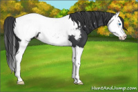 Horse Color:Black Splash Appaloosa 