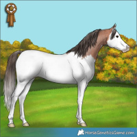Horse Color:Bay Roan Splash Near Fewspot 