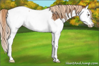 Horse Color:Red Roan Splash Appaloosa Rabicano 