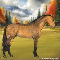 Horse Color:Buckskin 