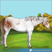 Horse Color:White Spotted Chestnut