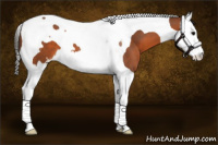 Horse Color:Bay Sabino Splash Tobiano