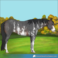 Horse Color:Brown Sabino Rabicano 