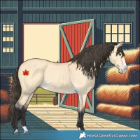 Horse Color:Buckskin Dun Splash 