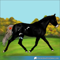 Horse Color:Chestnut Leopard Rabicano 