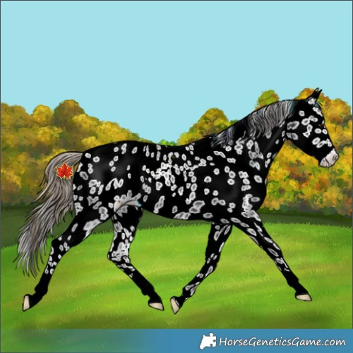 Horse Color:Smoky Black Appaloosa Rabicano