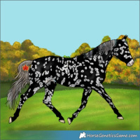Horse Color:Smoky Black Appaloosa Rabicano 