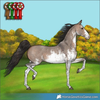 Horse Color:White Spotted Bay Dun Sabino Rabicano 
