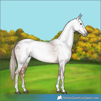 Horse Color:Gray White Spotted Chestnut Tobiano 
