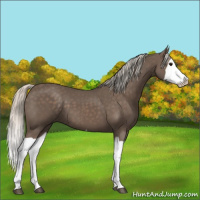 Horse Color:Silver Black Splash 