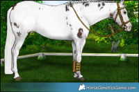 Horse Color:Brown Appaloosa and Silver Brown Splash Appaloosa