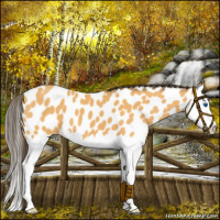 Horse Color:Buckskin Sabino Splash Near Leopard 