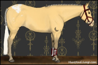 Horse Color:Silver Buckskin Appaloosa