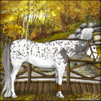 Horse Color:Grullo Sabino Splash Near Leopard 