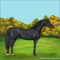 Horse Color:Black 
