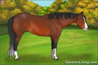 Horse Color:Bay Splash 