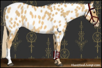 Horse Color:Palomino Dun Near Leopard