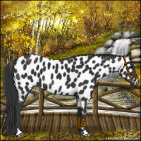 Horse Color:Black Near Leopard 