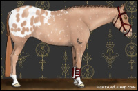Horse Color:Gold Champagne Roan Appaloosa 