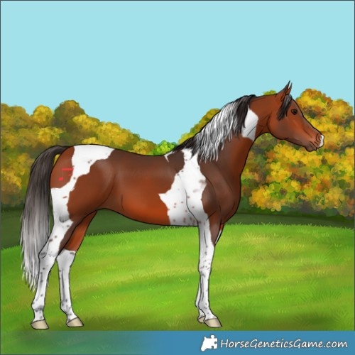 Horse Color:Bay Tobiano