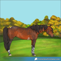 Horse Color:Bay Tobiano 