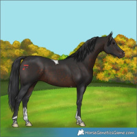 Horse Color:Brown Tobiano 