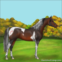 Horse Color:Bay Tobiano 