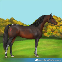 Horse Color:Brown Tobiano 