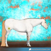 Horse Color:Buckskin Roan Pearl