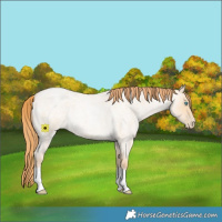 Horse Color:Buckskin Roan Pearl 