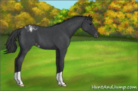 Horse Color:Blue Roan Appaloosa