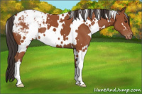 Horse Color:White Spotted Bay Appaloosa 