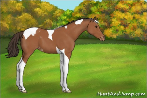 Horse Color:Bay Tobiano Appaloosa 