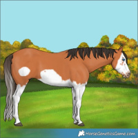 Horse Color:Bay Splash Frame 