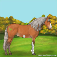 Horse Color:Silver Bay 