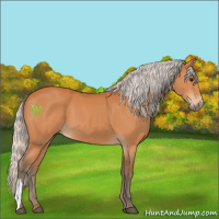 Horse Color:Silver Bay 
