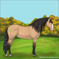 Horse Color:Bay Dun Splash 